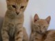 Adoption chaton roux disponible 