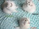 Chaton persan disponible pour &agrave; donner 