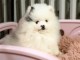 Magnifique chiots Spitz nain Pom&eacute;ranien disponible 