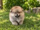 Magnifique chiots Spitz nain Pom&eacute;ranien 