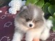 Spitz nain disponible lale