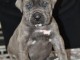 Cane Corso pour adoption 