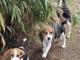 Adoption chiots beagle disponible 