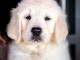 Golden Retriever &ndash; Chiots de qualit&eacute;