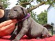 Dons chiots cane corse m&acirc;le famille d&rsquo;accueil 