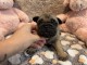 Type bouledogue fran&ccedil;ais disponible 