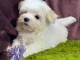 Chiots Bichon maltais adorable &agrave; donner 