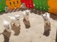 Adoption chiots berger blanc suisse 