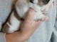 Chiots bulldog anglais m&acirc;le a place 