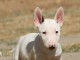 Chiots Bull Terrier Miniature