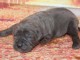 Dons chiots cane corse disponible 