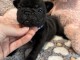 Dons chiots bouledogue fran&ccedil;ais 