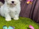 Je donne chiots Bichon maltais disponible 