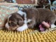 Magnifique chiots berger australien disponible 