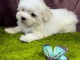 Adorable chiots Bichon maltais femelle 