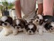 Annonces chiots Shih Tzu M&acirc;le et femelle 
