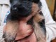 Berger allemand disponible 