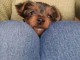 Adorable chiots yorkshire m&acirc;le 