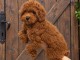 Chiots Caniches Miniatures, Toy et Teacup et Teckels