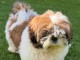 Magnifique chiots shih Tzu disponible 