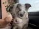 Chiots chihuahua disponible 