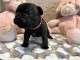 Dons chiots bouledogue fran&ccedil;ais 