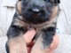 Berger allemand disponible 