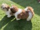 Dons chiots Shih Tzu disponible 
