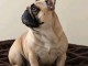 Chiots bouledogue fran&ccedil;ais disponible 