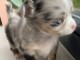 chiot chihuahua disponible 