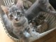 Chatons &agrave; donner m&acirc;le disponible 