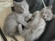 Adorable chaton chartreux pour adoption 