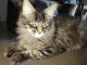 Chaton Maine coon disponible 
