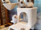 Chaton Sib&eacute;rien disponible 