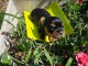 Je donner chiot Yorkshire 