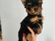 Yorkshire disponible femelle pour adoption 
