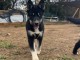 Husky Sib&eacute;rien a place disponible 