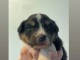 Dons berger australien disponible 