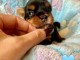 Chiots yorkshire femelle a vendre 