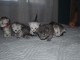 Chaton Maine coon disponible 