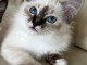 Adorable chaton sacr&eacute; de brimanie disponible 