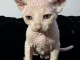 Chaton Sphynx disponible 