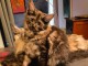 Chaton Maine coon femelle adorable 