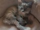 Je donne chaton Maine coon femelle 