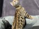 Chaton bengals mal pour compagnie 