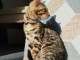 Bengals disponible m&acirc;le 