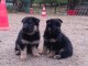 Dons chiots berger allemand disponible 