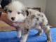 Magnifique chiots berger am&eacute;ricain miniature 