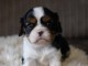 B&eacute;b&eacute; chiots cavalier King Charles 