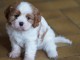 Adorable chiots cavalier King charle pour adoption 